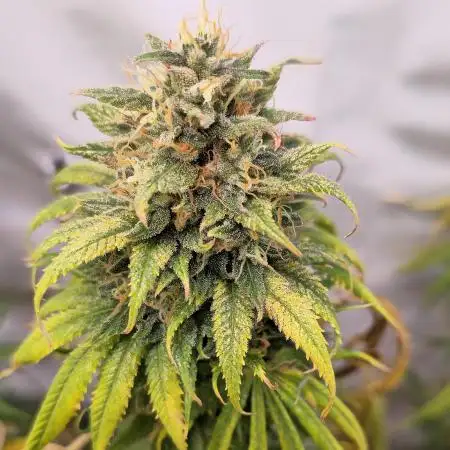 Cherry Dream