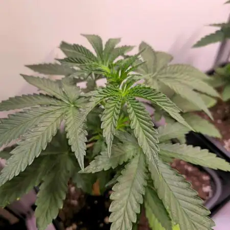 Sticky Queen