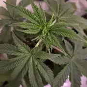 Purple Lemonade