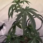 Purple Lemonade