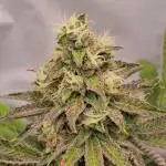 Sticky Queen