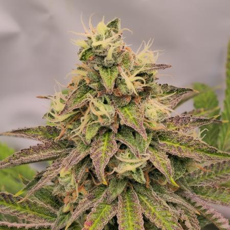 Sticky Queen