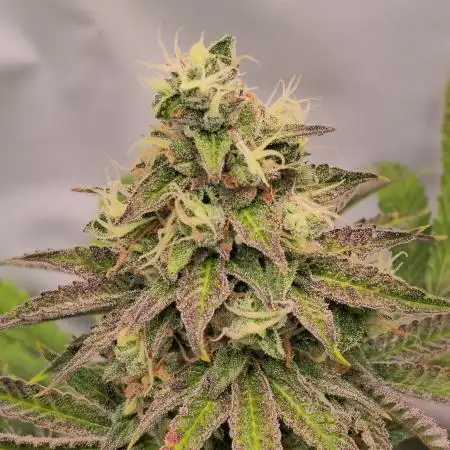Sticky Queen