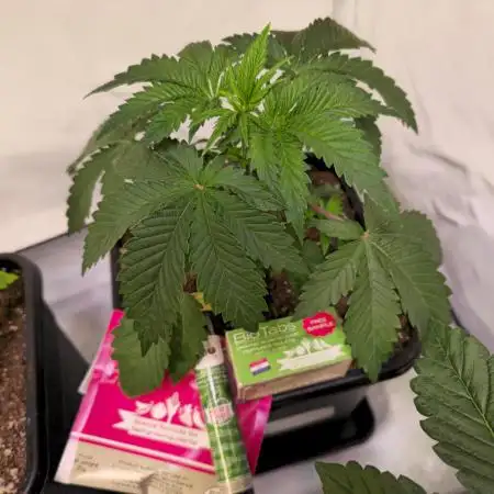 Pink Gorilla RQS