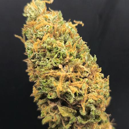 DC Kush