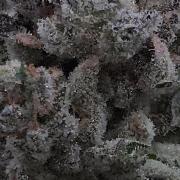 Apollo Black Cherry