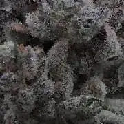 Apollo Black Cherry