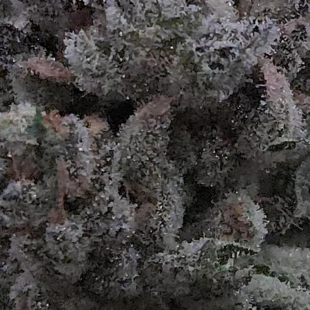 Apollo Black Cherry