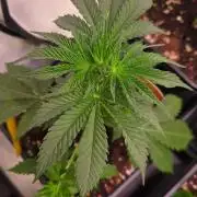 Mango Crack