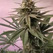 Black Cherry Punch