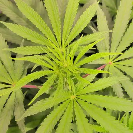 Sticky Queen