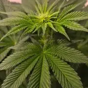 Dosimosa