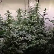Ztrawberry