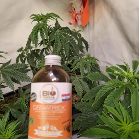 Pink Gorilla RQS