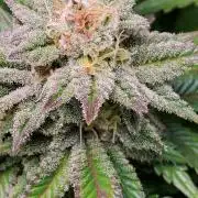 Northern Lights Rerun
