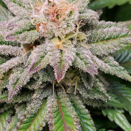 Northern Lights Rerun