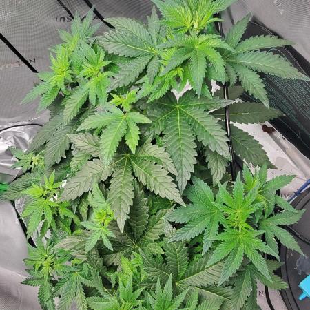 Northern Lights Rerun