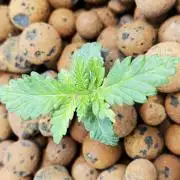 Northern Lights Rerun