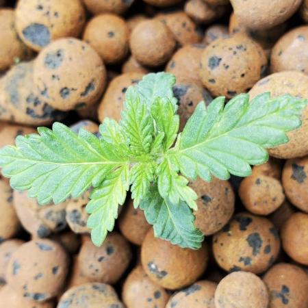 Northern Lights Rerun