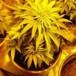 1st grow