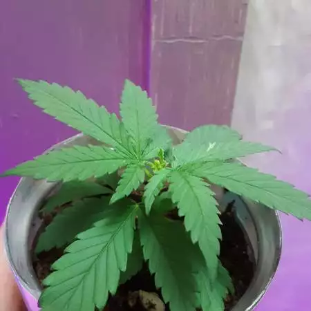 Mimosa reveg/ plus 2 mimosa bagseed