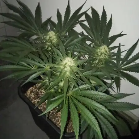 Twisted Gelato