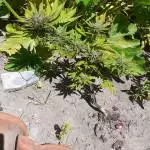Outdoor Gelato