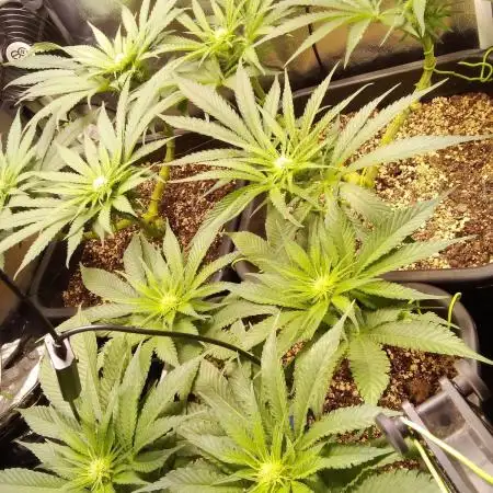 Twisted Gelato
