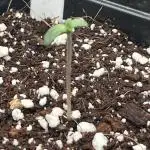 Lumatek mixed grow
