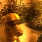 Fast buds Pets & pots 