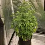AUTO NORTHERN LIGHTS