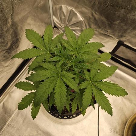 AUTO NORTHERN LIGHTS