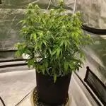 AUTO AK-47 XL