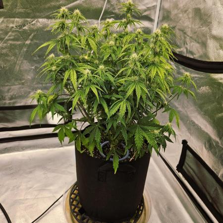 AUTO AK-47 XL