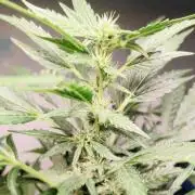 Strawberry Gorilla Auto
