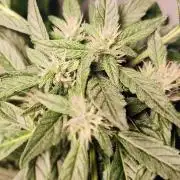 Strawberry Gorilla Auto