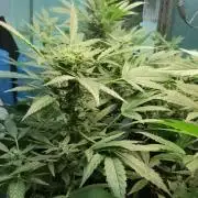 Strawberry Gorilla Auto