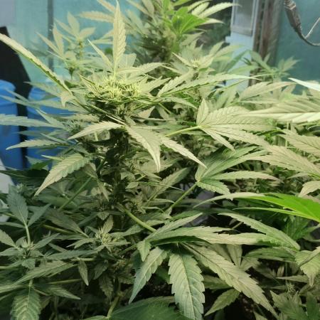 Strawberry Gorilla Auto
