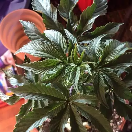 Blue Cheese Clone