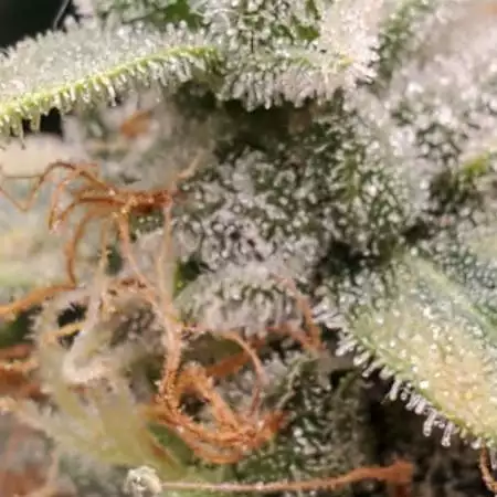 Big Bud x Northern Lights Auto
