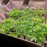 Another pheno hunt for find the gemme