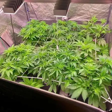 Another pheno hunt for find the gemme