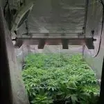 Another pheno hunt for find the gemme