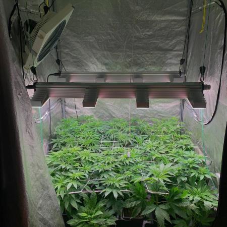 Another pheno hunt for find the gemme