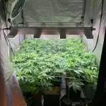 Another pheno hunt for find the gemme