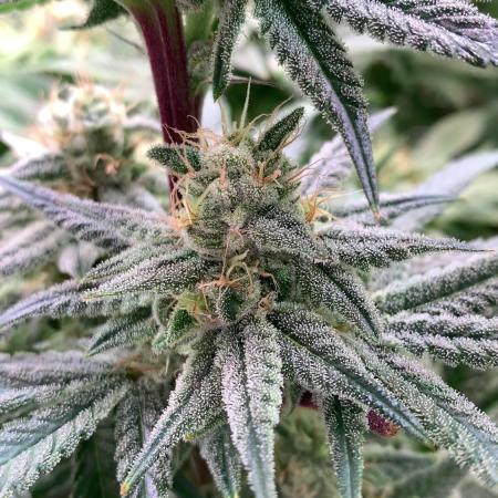 Another pheno hunt for find the gemme