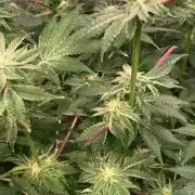 Another pheno hunt for find the gemme