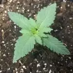 Haze XXL - In Veg/out flowering