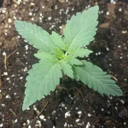 Haze XXL - In Veg/out flowering