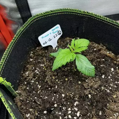 Mimosa x Orange Punch Auto 